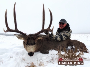 Mature Alberta mule deer.